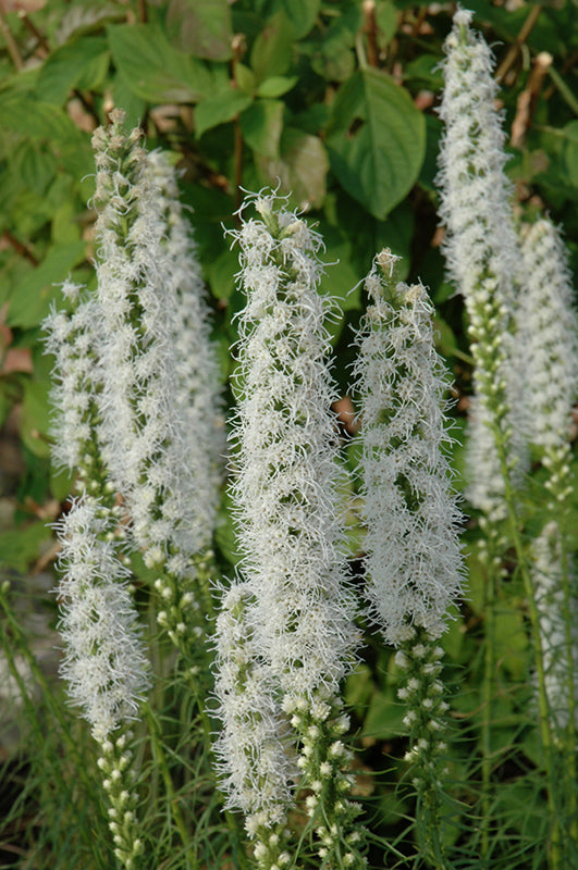 Liatris spicata 'Floristan White'