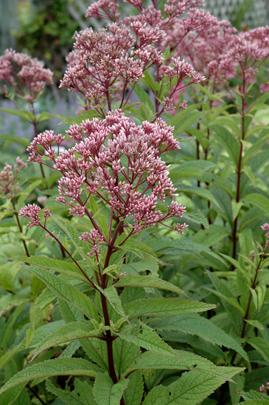 Eupatorium dubium 'Baby Joe'