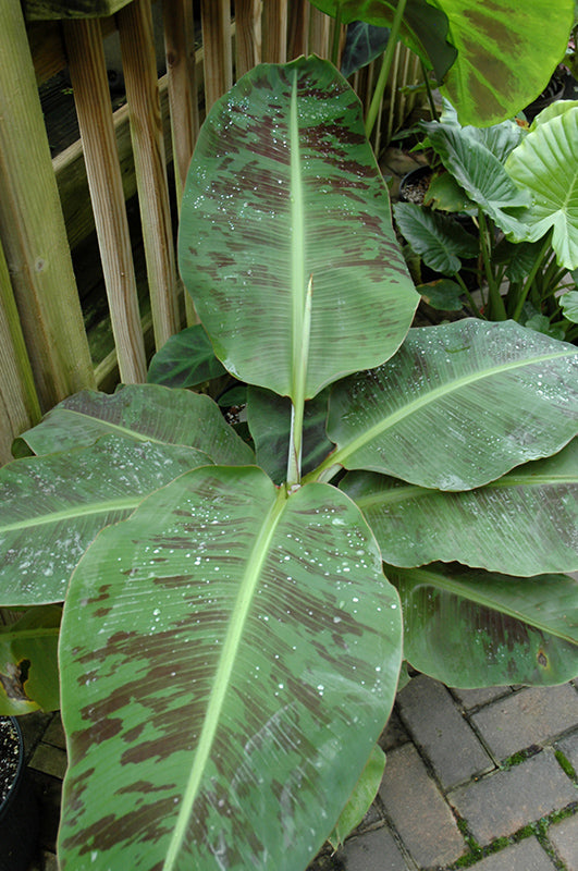 Musa acuminata