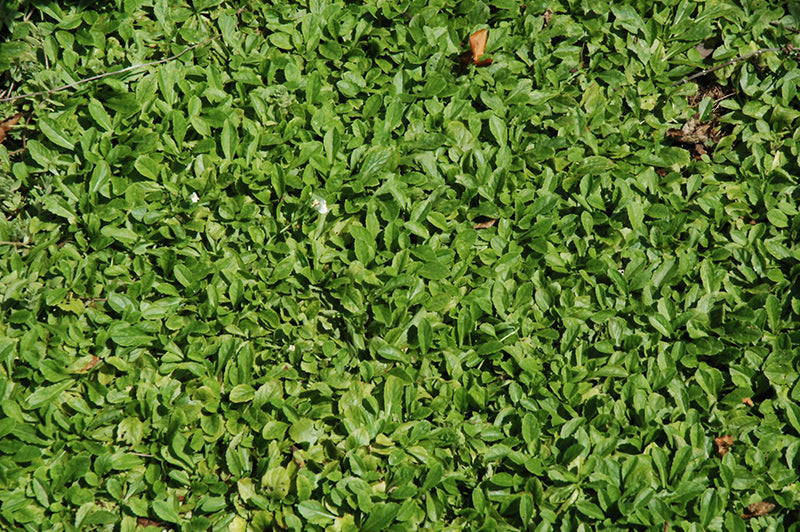 Mazus reptans 'Albus'