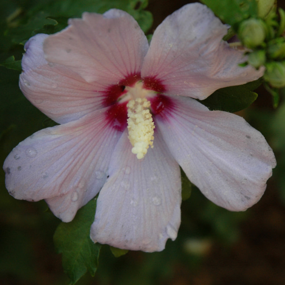 Hibiscus syriacus 'Blue Bird'