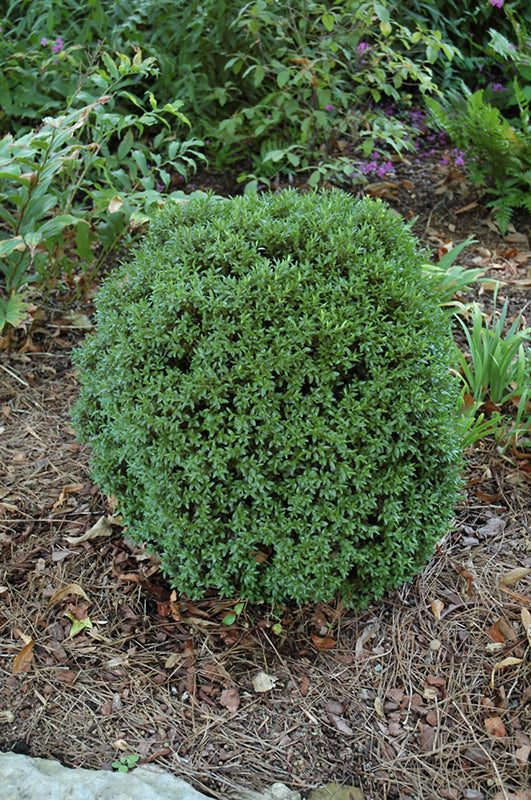Buxus sinica 'Justin Brouwers'