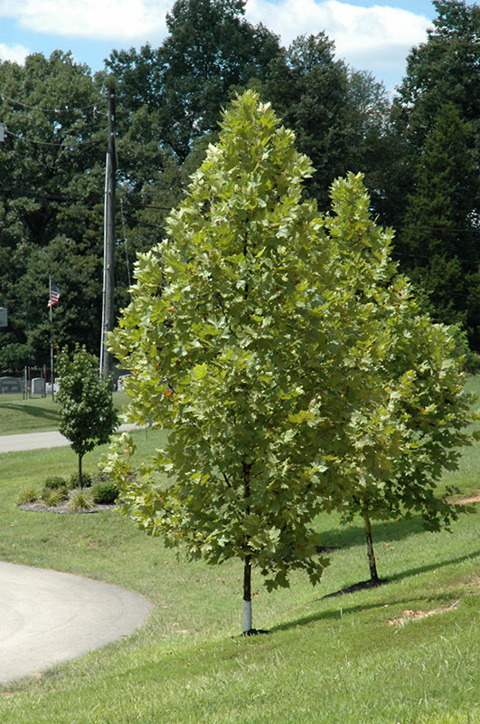 Platanus x acerifolia 'Morton Circle'