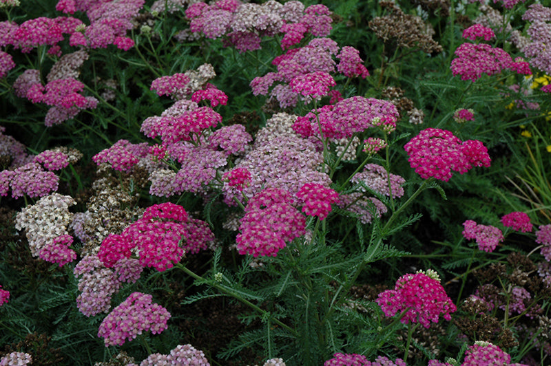 Achillea 'Song Siren Layla'
