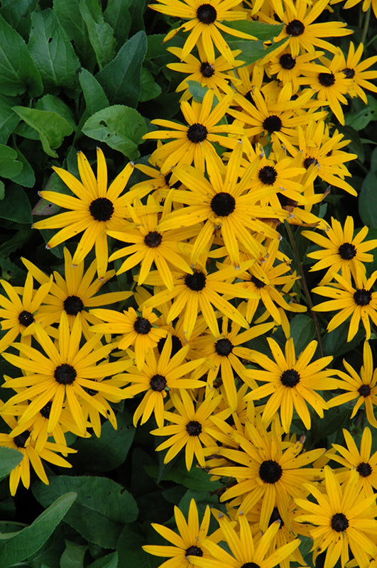 Rudbeckia 'Early Bird Gold'