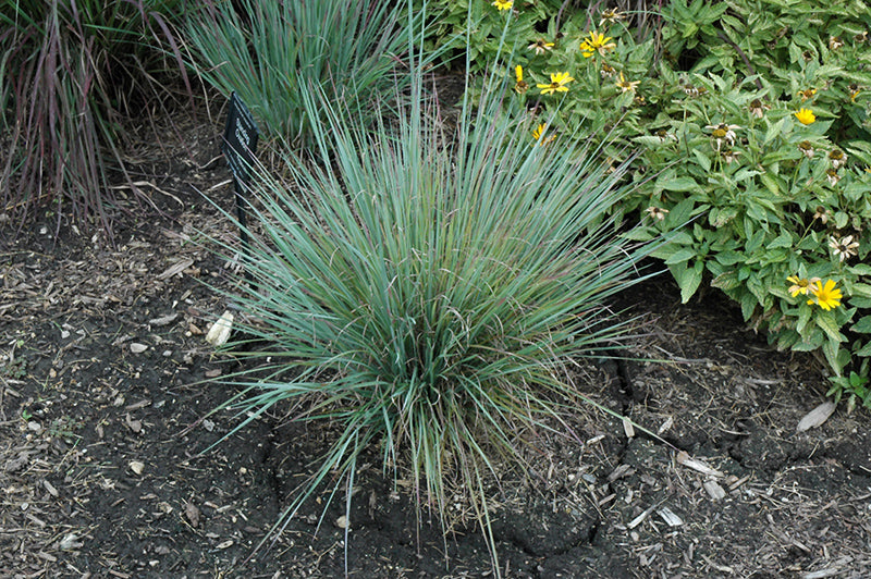 Schizachrium scoparium 'Standing Ovation'