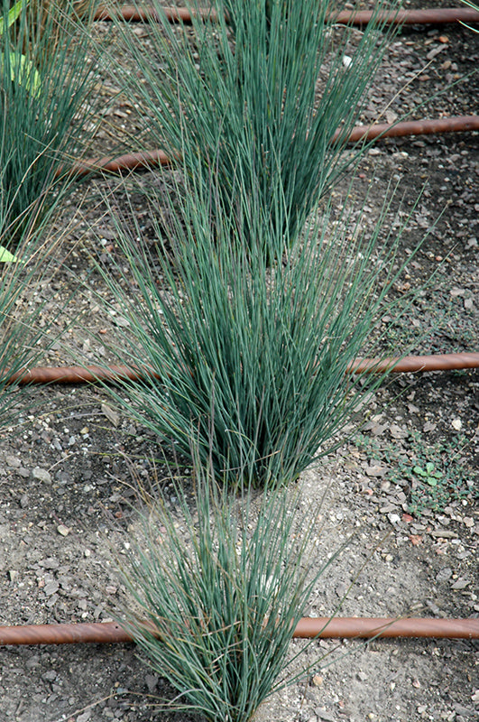 Juncus tenuis 'Blue Dart'