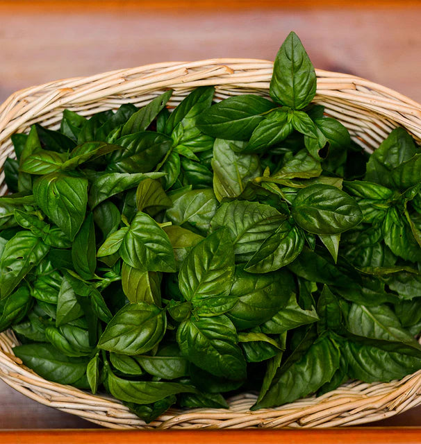 Basil - Nufar - Organic