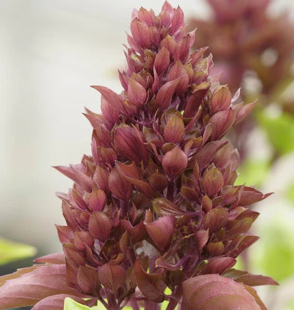 Basil - Cardinal - Organic