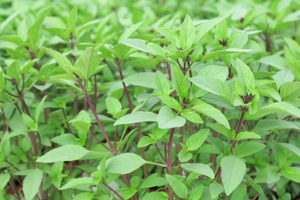 Basil - Sweet Thai Basil - Organic