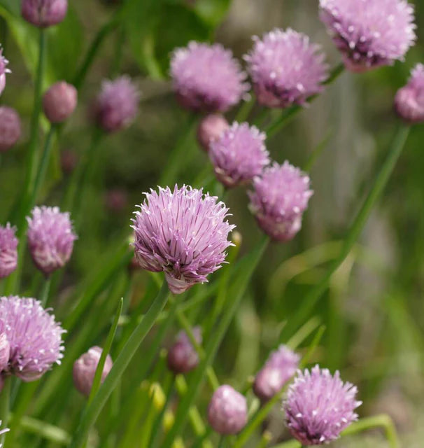 Chives - Chives
