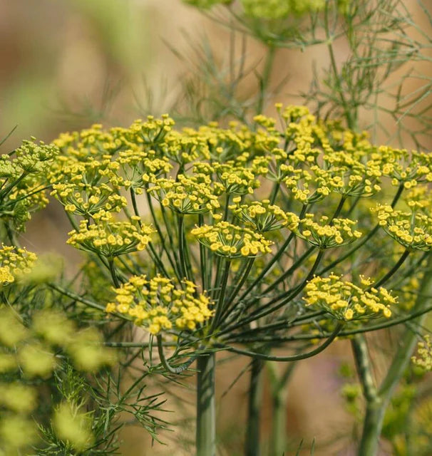 Dill - Dill Fernleaf