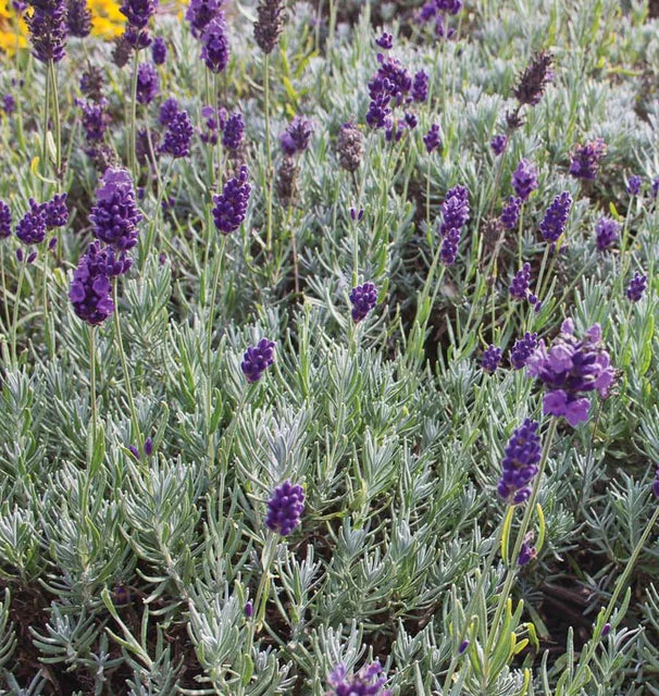 Lavender - Dwarf Munstead