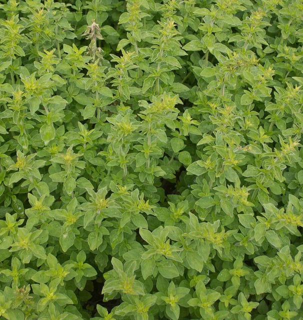Oregano - Greek