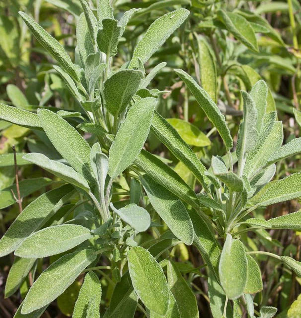 Sage - Salvia officinalis- Certified Organic