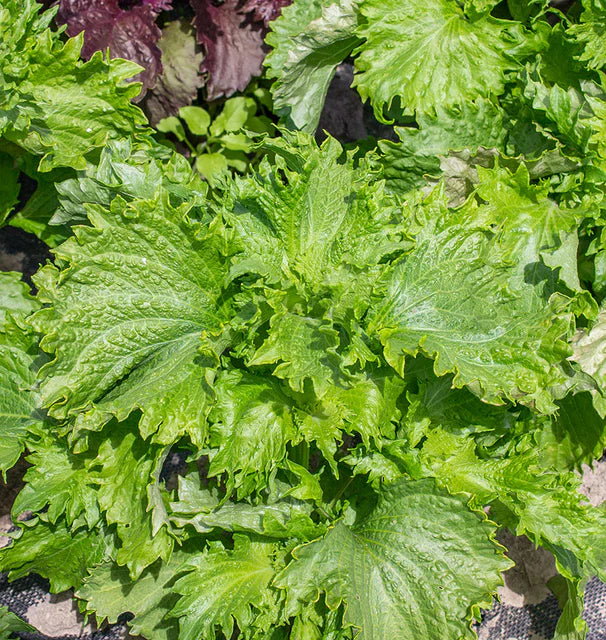 Perilla - Green Perilla Shiso