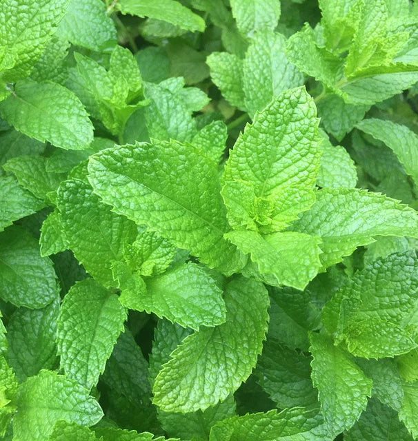 Mint - Spearmint