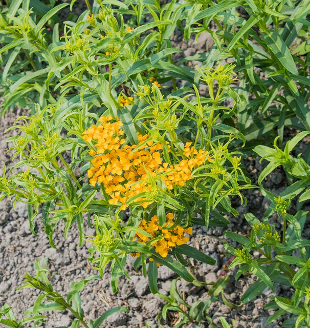 Tarragon - Mexican Tarragon - Organic