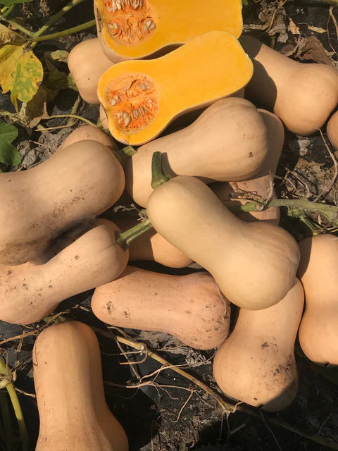 Squash (Winter) - Hamilton - Certified Organic