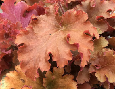 Heuchera 'Gojiberry'