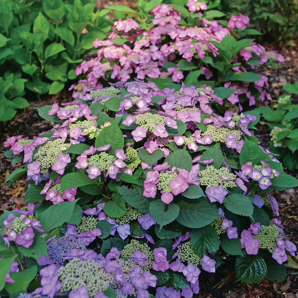 Hydrangea serrata 'Tuff Stuff Top Fun'