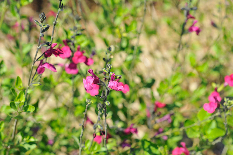 Salvia 'Cherry Lips'