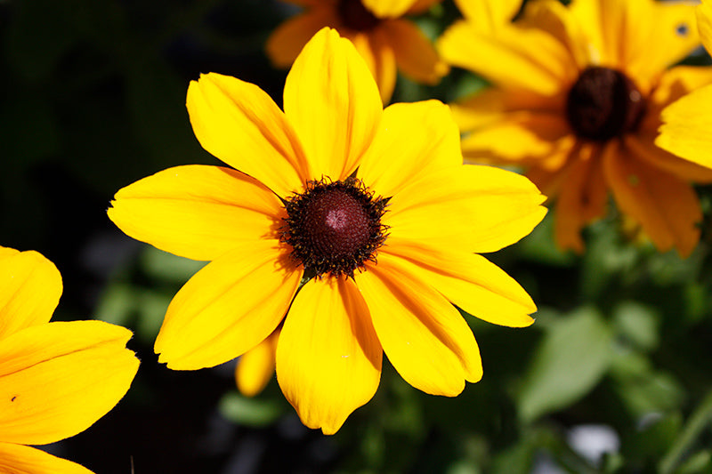 Rudbeckia hirta 'Dakota Gold'