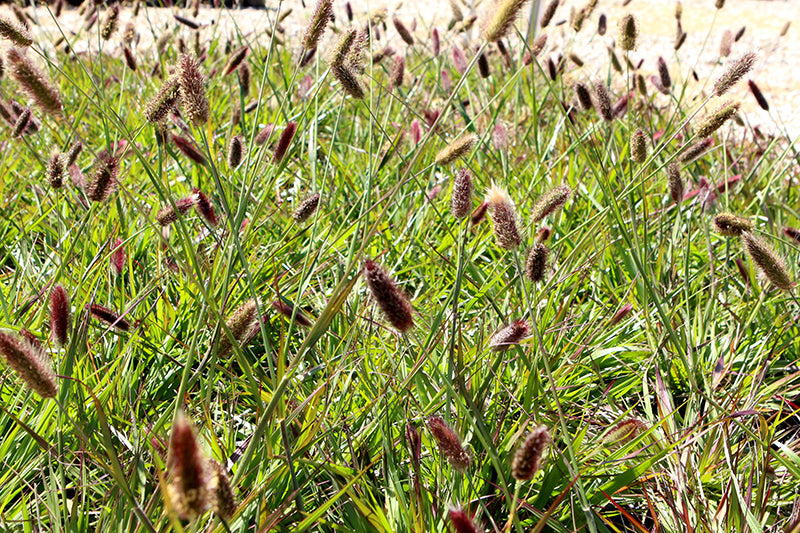 Pennisetum messiacum 'Red Bunny Tails'