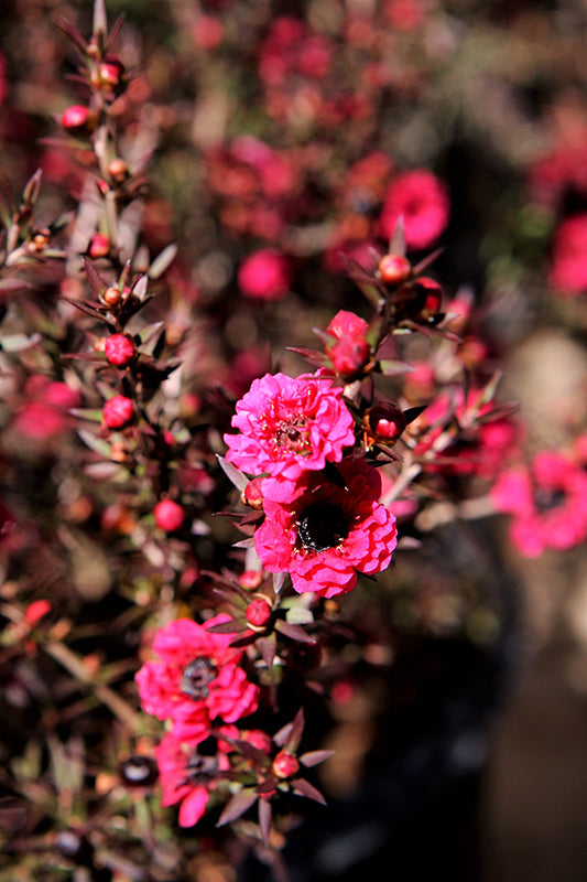 Leptospermum scoparium 'Red Damask'