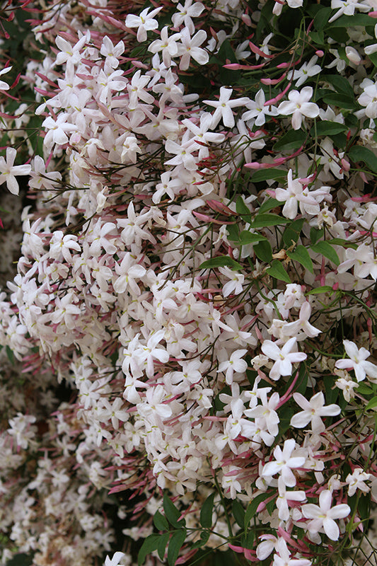 Jasminum polyanthum