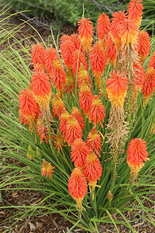Kniphofia 'Papaya Popsicle'
