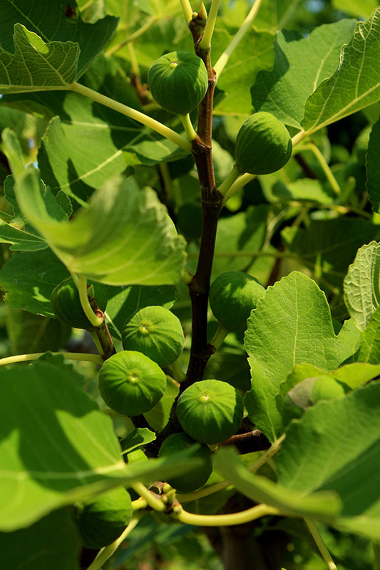 Ficus carica 'White Marseilles'