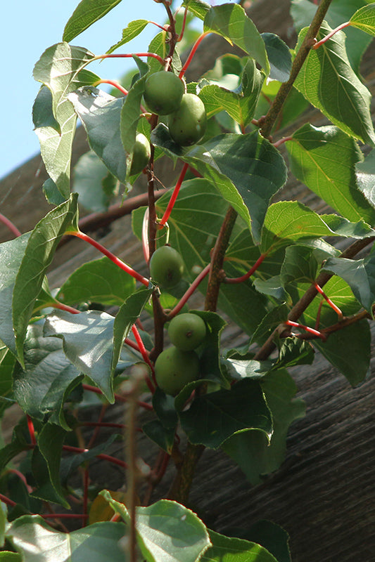 Actinidia arguta 'Ananasnaya'