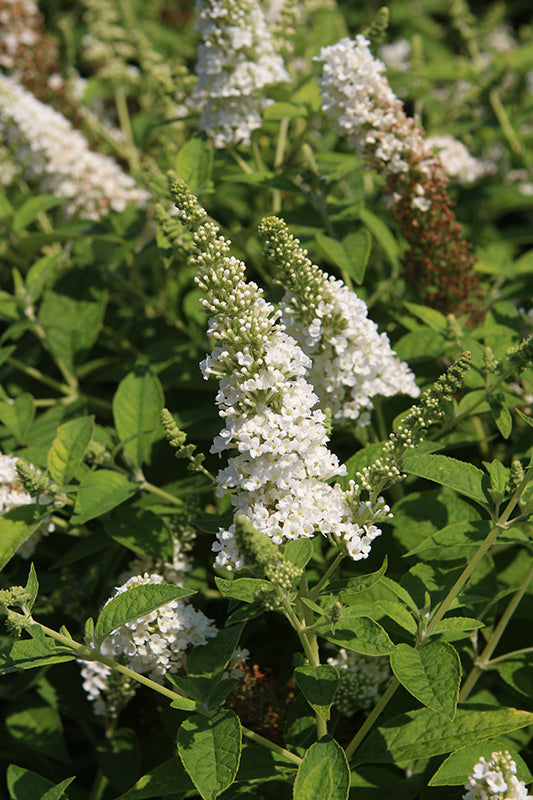 Buddleia 'Chrysalis White'
