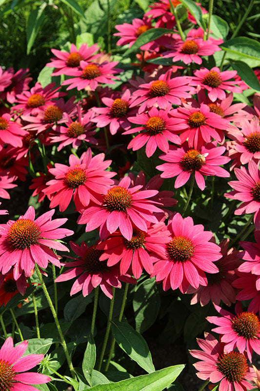 Echinacea Sombrero 'Tres Amigos'