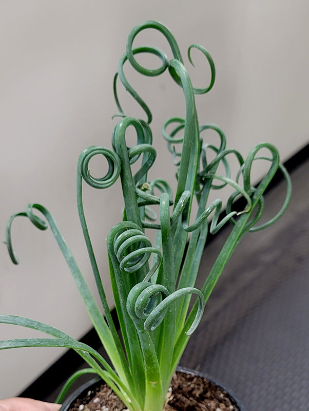 Albuca spiralis 'Frizzle Sizlzle'