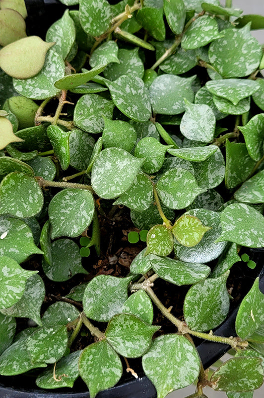 Hoya curtisii