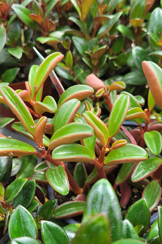 Nematanthus gregarious 'Heidi'