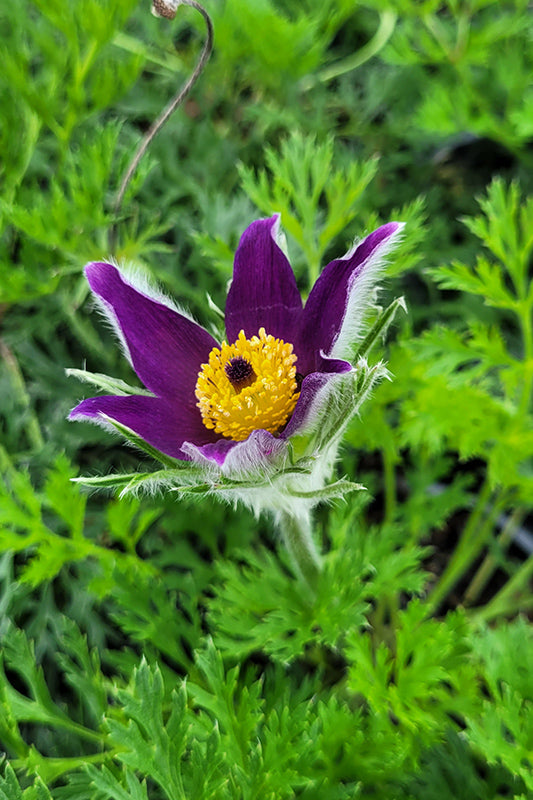Pulsatilla vulgaris
