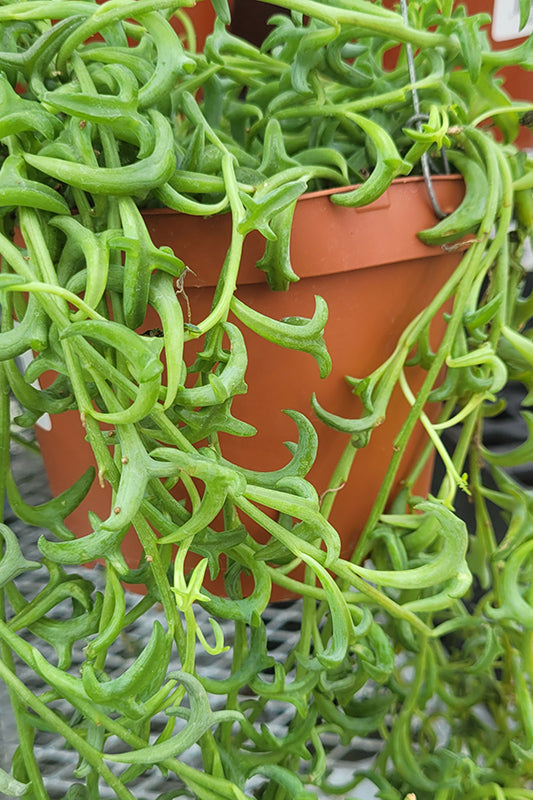 Senecio peregrinus