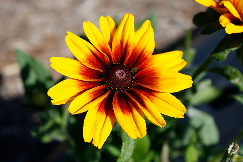 Rudbeckia hirta 'Dakota Red Shield'