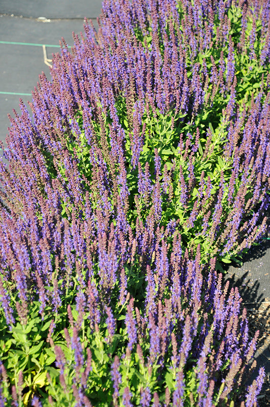 Salvia nemorosa 'Swifty Violet'
