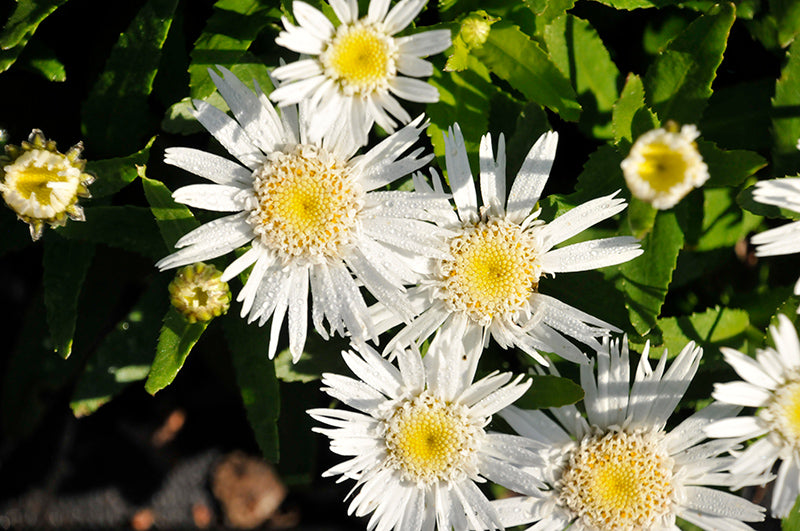 Leucanthemum 'Double Angel'
