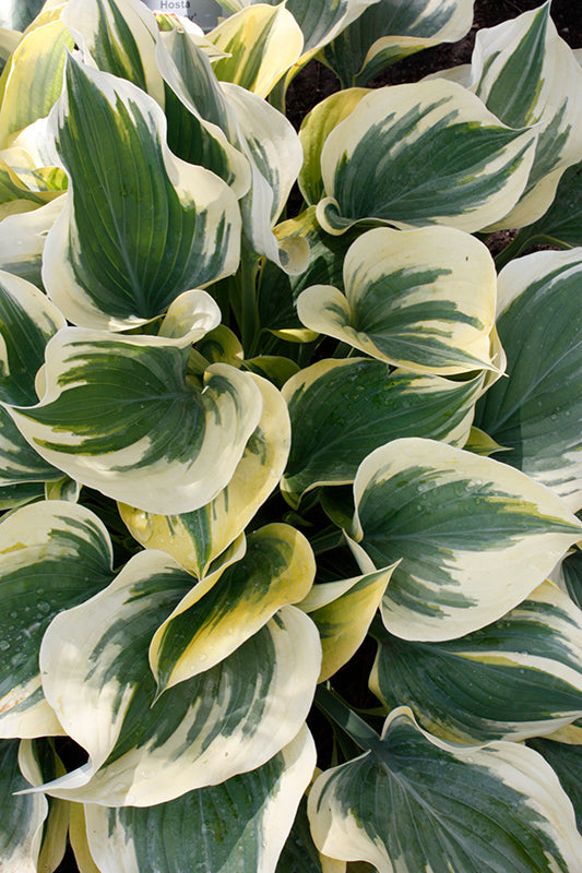 Hosta 'Liberty'