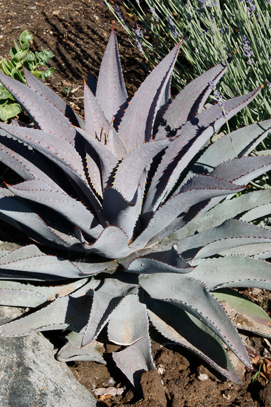 Mangave 'Purple People Eater'