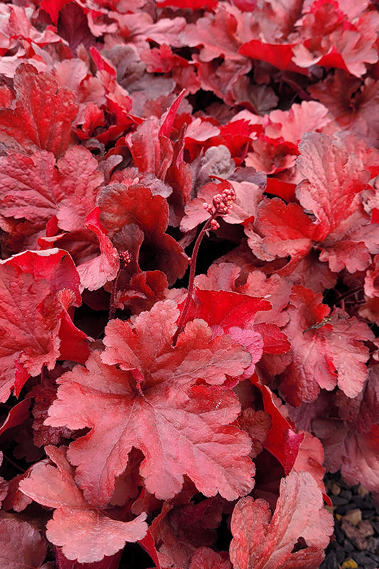 Heuchera 'Forever Red'
