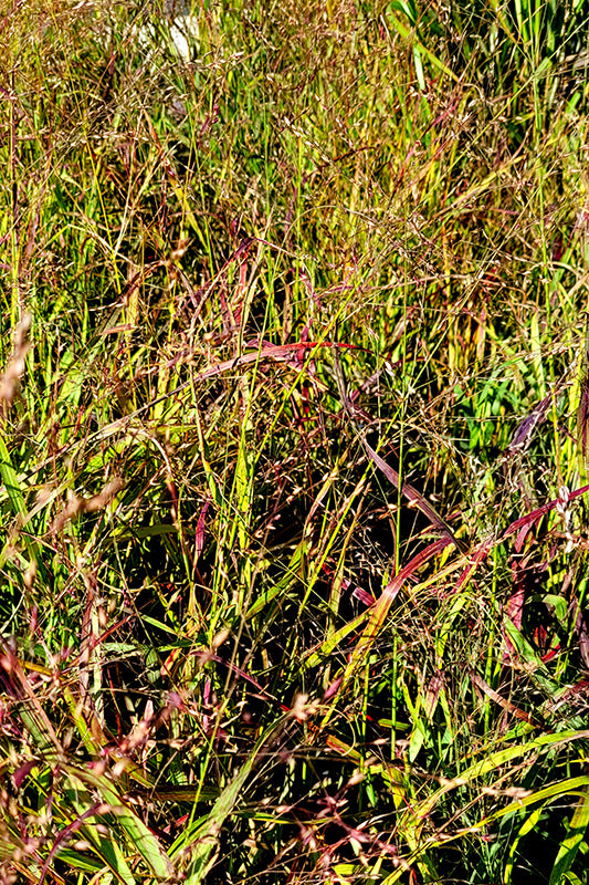 Panicum virgatum 'Red Sunset'