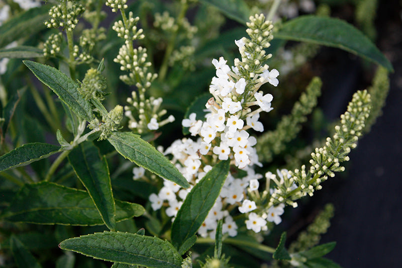 Buddleia 'Leah White'