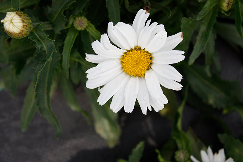 Leucanthemum 'Darling Daisy Supreme'