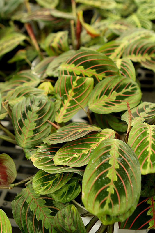 Maranta 'Red Prayer'